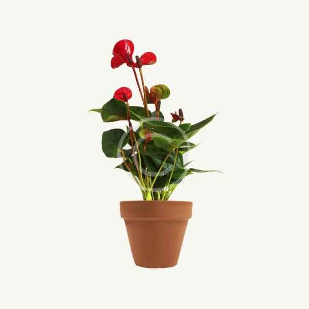 Red aucuba